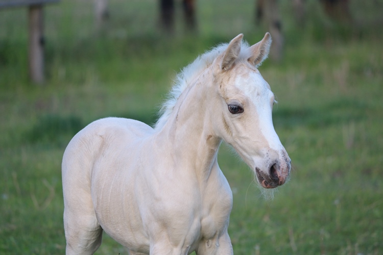 Pancho's Playboy Ahyoka K.R. Missouri Foxtrotter Stutfohlen